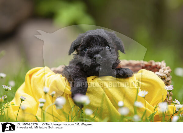 4 Wochen alter Zwergschnauzer Welpe / 4 weeks old Miniature Schnauzer / MW-25379