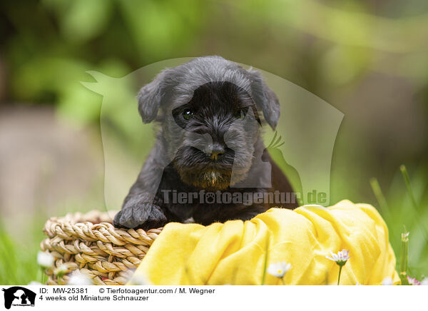4 weeks old Miniature Schnauzer / MW-25381