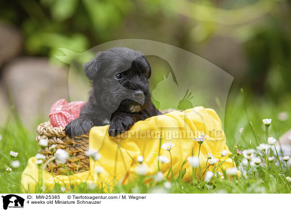 4 weeks old Miniature Schnauzer / MW-25385