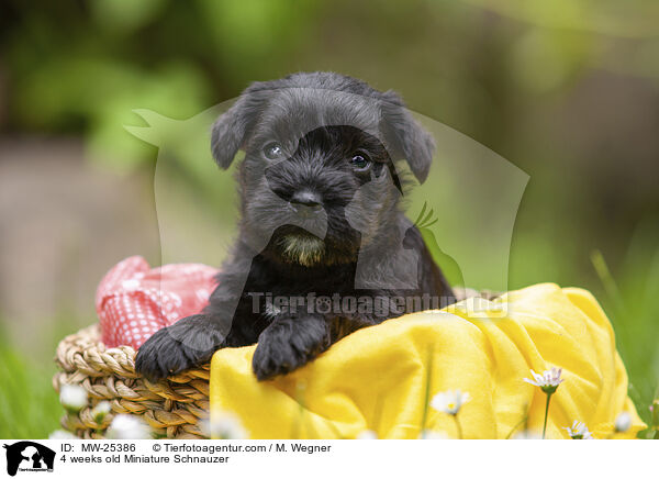 4 weeks old Miniature Schnauzer / MW-25386