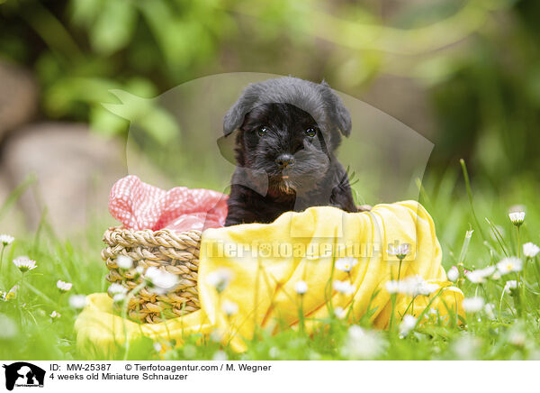 4 weeks old Miniature Schnauzer / MW-25387
