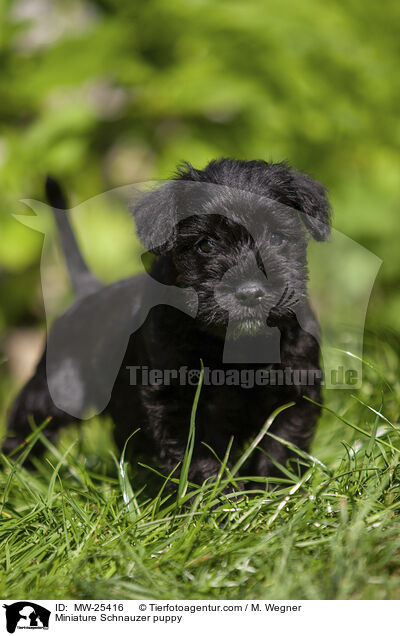 Miniature Schnauzer puppy / MW-25416