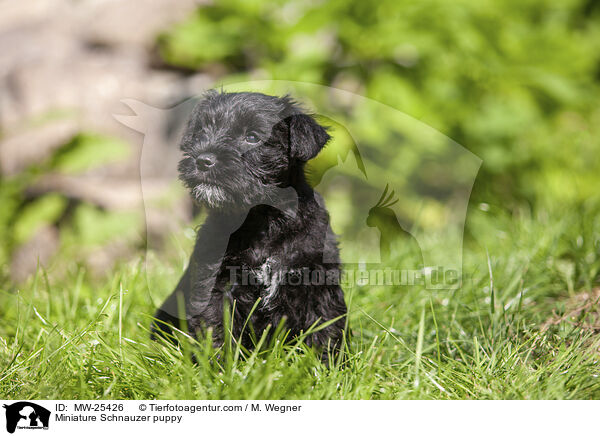 Miniature Schnauzer puppy / MW-25426