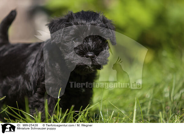 Miniature Schnauzer puppy / MW-25428