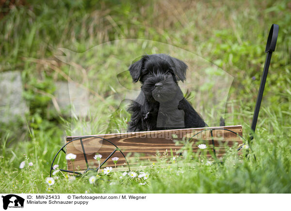 Zwergschnauzer Welpe / Miniature Schnauzer puppy / MW-25433