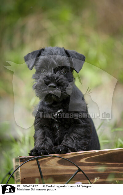 Miniature Schnauzer puppy / MW-25437