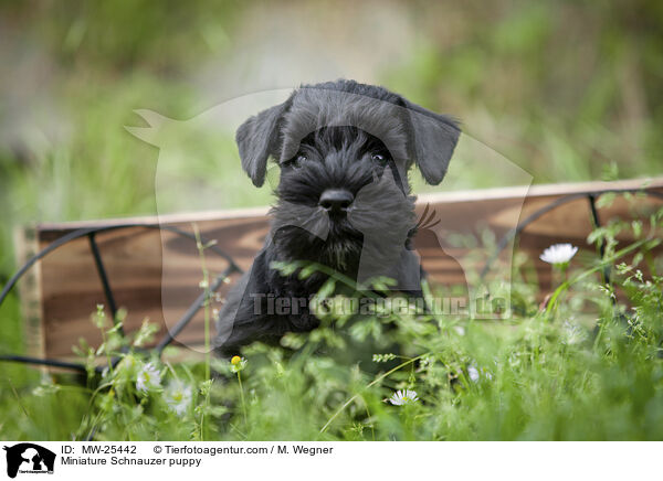 Miniature Schnauzer puppy / MW-25442