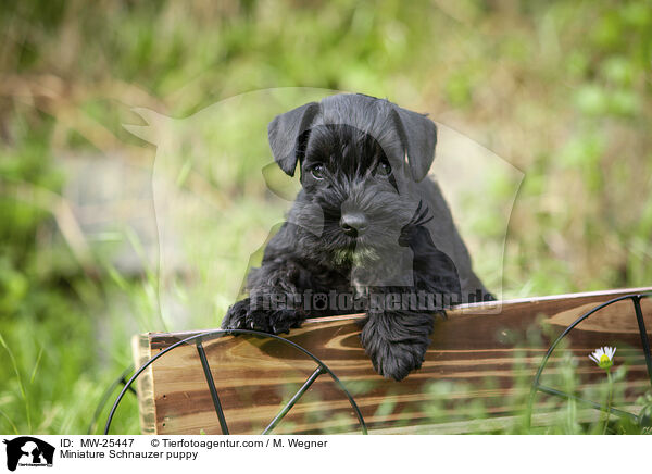 Miniature Schnauzer puppy / MW-25447