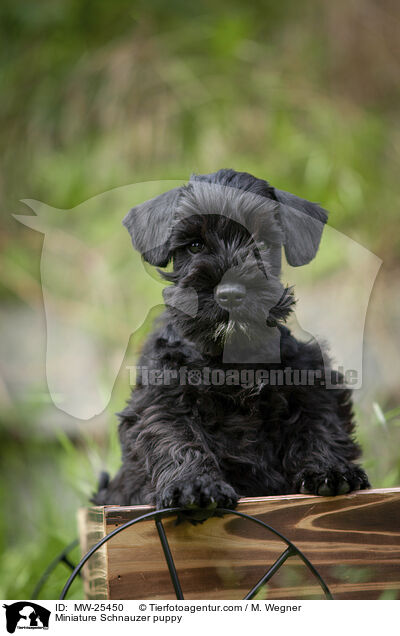 Miniature Schnauzer puppy / MW-25450