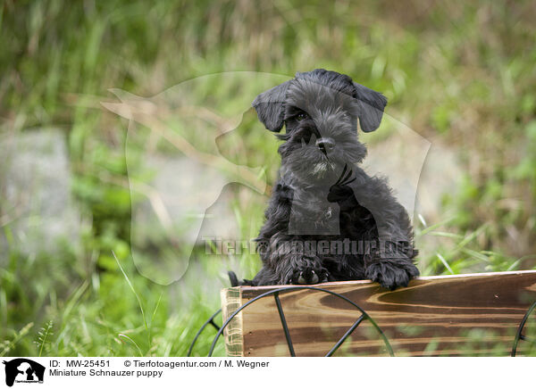 Miniature Schnauzer puppy / MW-25451