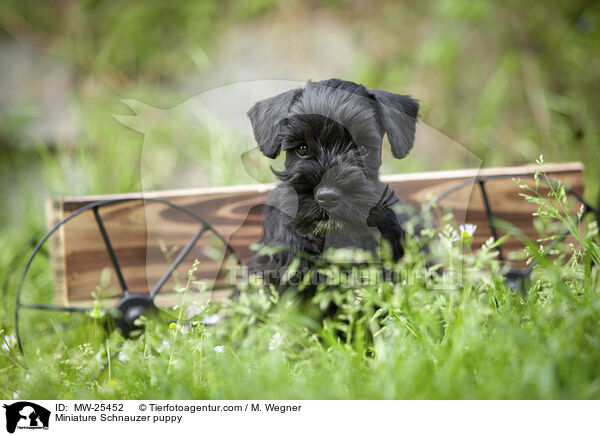 Miniature Schnauzer puppy / MW-25452