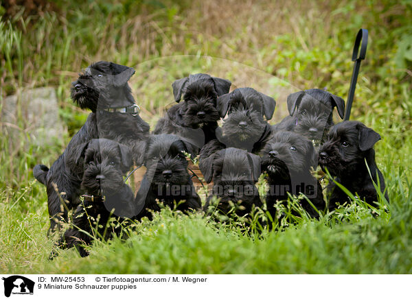 9 Miniature Schnauzer puppies / MW-25453