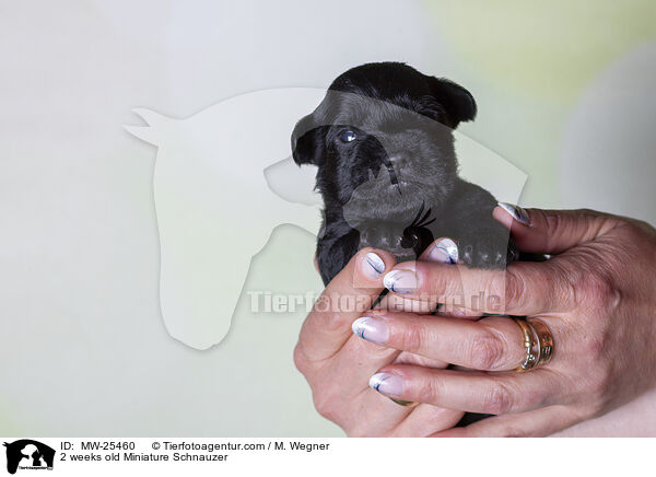2 weeks old Miniature Schnauzer / MW-25460