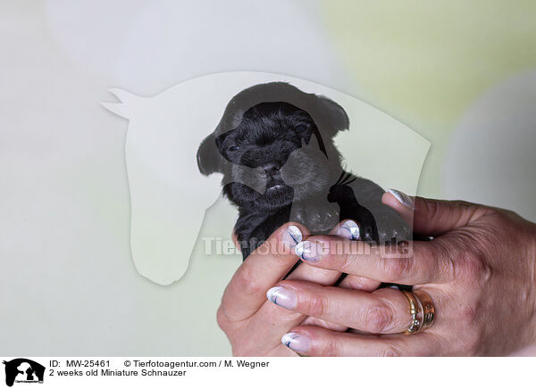 2 weeks old Miniature Schnauzer / MW-25461