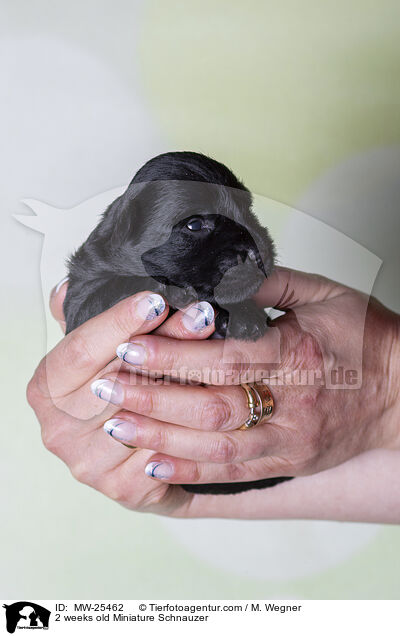 2 weeks old Miniature Schnauzer / MW-25462