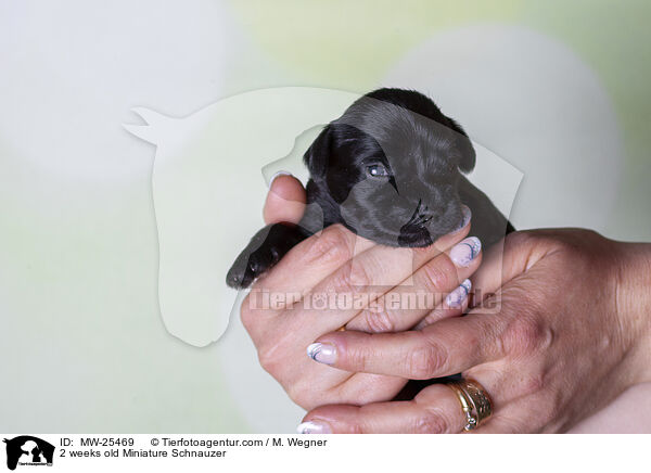 2 weeks old Miniature Schnauzer / MW-25469