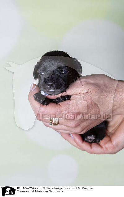 2 weeks old Miniature Schnauzer / MW-25472
