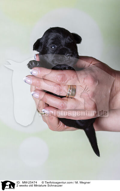 2 weeks old Miniature Schnauzer / MW-25474