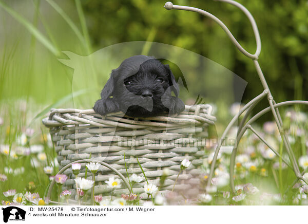 4 weeks old Miniature Schnauzer / MW-25478