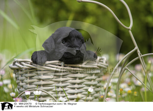 4 weeks old Miniature Schnauzer / MW-25479