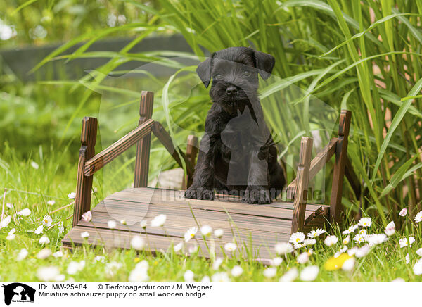 Miniature schnauzer puppy on small wooden bridge / MW-25484