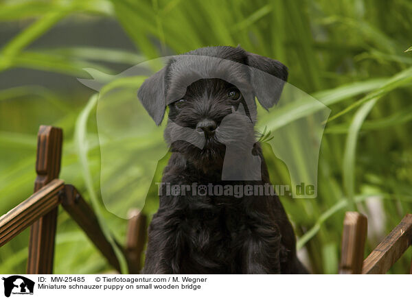 Miniature schnauzer puppy on small wooden bridge / MW-25485