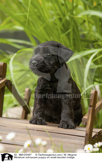 Miniature schnauzer puppy on small wooden bridge / MW-25487
