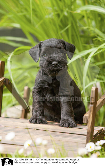 Miniature schnauzer puppy on small wooden bridge / MW-25488