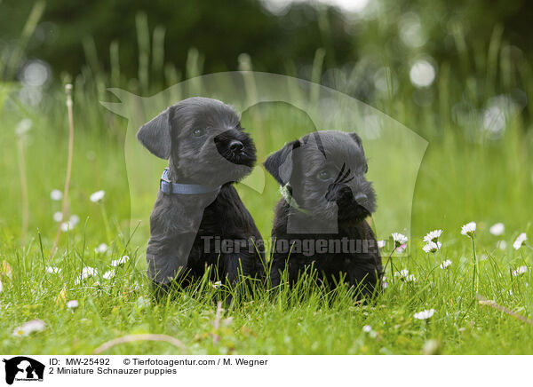 2 Zwergschnauzer Welpen / 2 Miniature Schnauzer puppies / MW-25492
