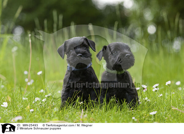 2 Miniature Schnauzer puppies / MW-25493
