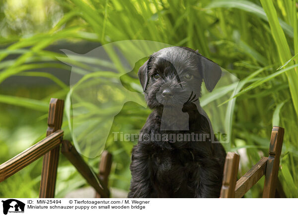 Miniature schnauzer puppy on small wooden bridge / MW-25494