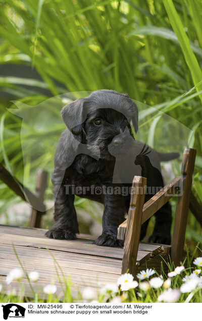 Miniature schnauzer puppy on small wooden bridge / MW-25496