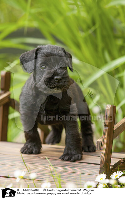 Zwergschnauzer Welpe auf kleiner Holzbrcke / Miniature schnauzer puppy on small wooden bridge / MW-25499