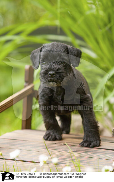 Zwergschnauzer Welpe auf kleiner Holzbrcke / Miniature schnauzer puppy on small wooden bridge / MW-25501