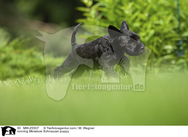 running Miniature Schnauzer puppy / MW-25507