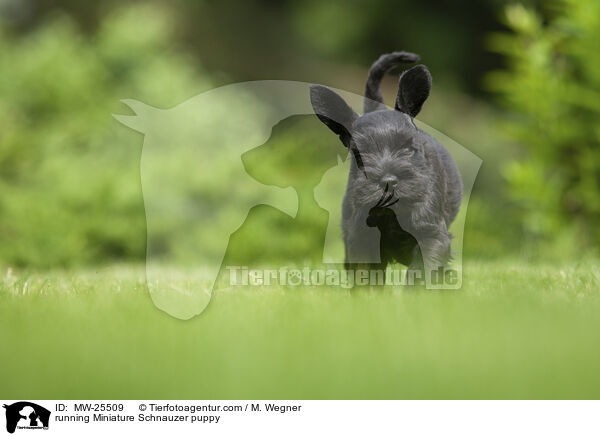 running Miniature Schnauzer puppy / MW-25509