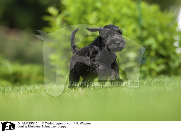 running Miniature Schnauzer puppy / MW-25510