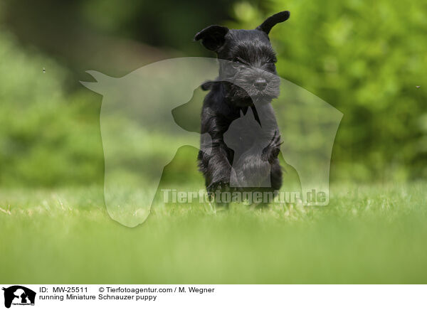 running Miniature Schnauzer puppy / MW-25511