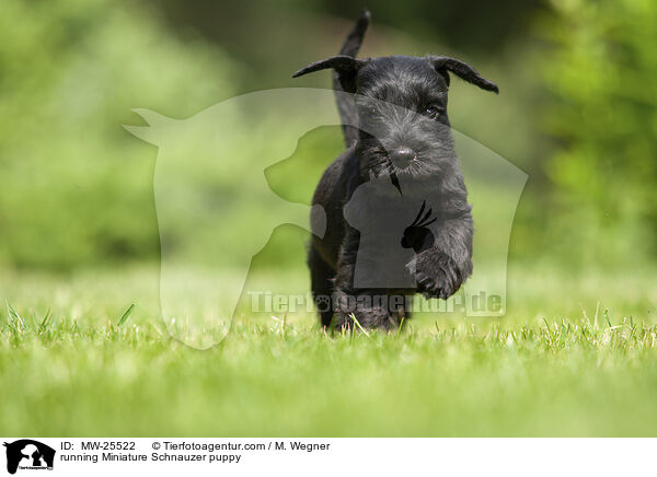 running Miniature Schnauzer puppy / MW-25522