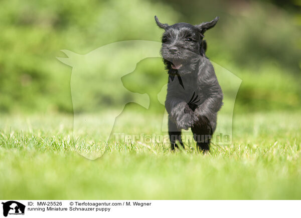 running Miniature Schnauzer puppy / MW-25526