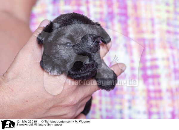 3 weeks old Miniature Schnauzer / MW-25530