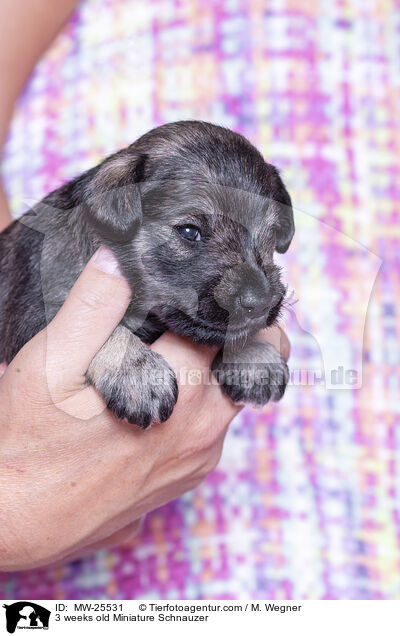 3 weeks old Miniature Schnauzer / MW-25531