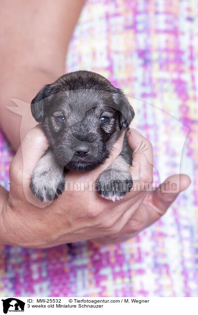 3 weeks old Miniature Schnauzer / MW-25532