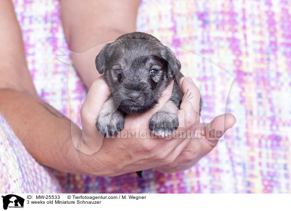 3 weeks old Miniature Schnauzer / MW-25533