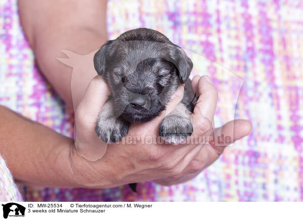 3 weeks old Miniature Schnauzer / MW-25534