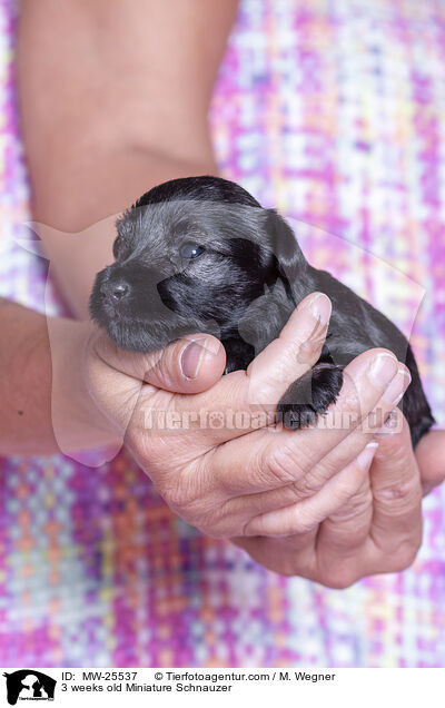 3 weeks old Miniature Schnauzer / MW-25537