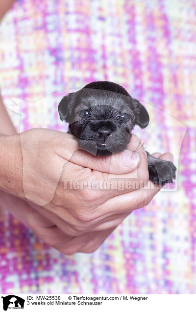 3 weeks old Miniature Schnauzer / MW-25538