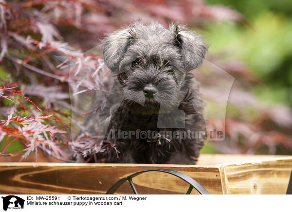 Miniature schnauzer puppy in wooden cart / MW-25591