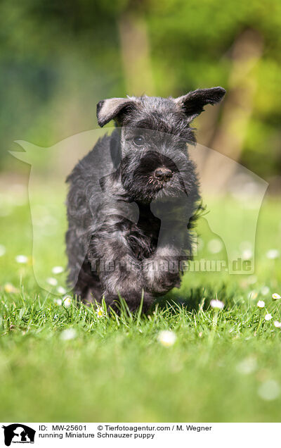 rennender Zwergschnauzer Welpe / running Miniature Schnauzer puppy / MW-25601