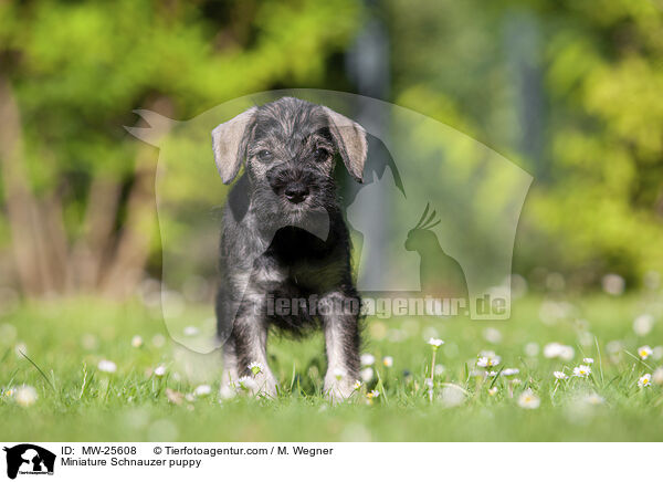 Zwergschnauzer Welpe / Miniature Schnauzer puppy / MW-25608